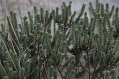 Pimelea villosa