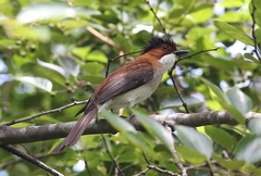 Hemixos castanonotus