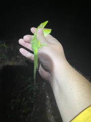 Anolis equestris