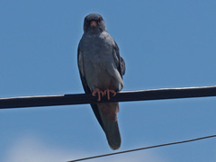 Falco amurensis