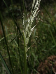 Austrostipa rudis
