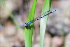 Enallagma risi