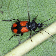 Panagaeus cruxmajor