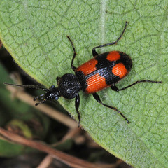 Panagaeus cruxmajor