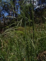 Austrostipa rudis
