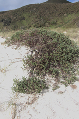 Pimelea villosa