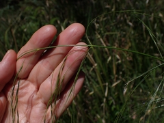 Austrostipa rudis