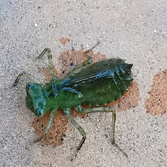 Crocothemis servilia