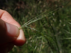 Austrostipa rudis