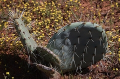 Opuntia robusta
