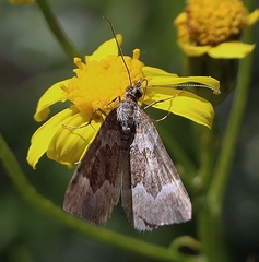 Chrysolarentia cryeropa