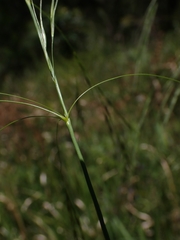 Austrostipa rudis