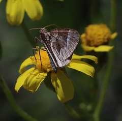 Chrysolarentia cryeropa