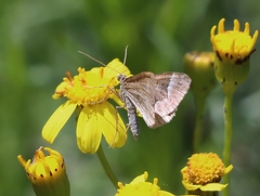 Chrysolarentia cryeropa