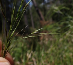Austrostipa rudis