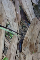 Xenopeltis unicolor