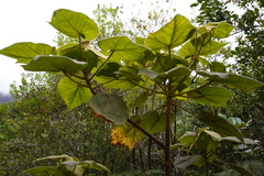 Dombeya