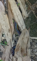 Xenopeltis unicolor