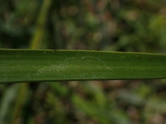 Austrostipa rudis