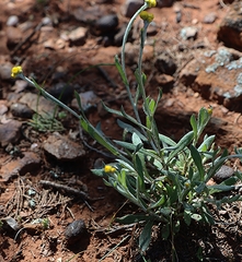 Chrysocephalum apiculatum