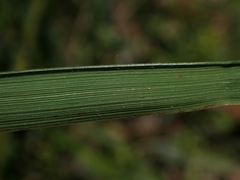 Austrostipa rudis