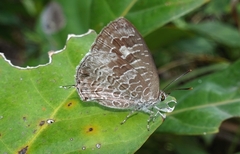 Arhopala birmana