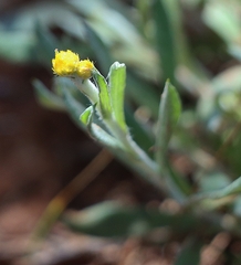 Chrysocephalum apiculatum