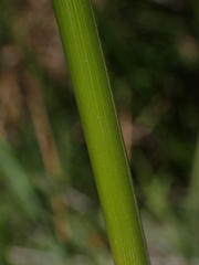 Austrostipa rudis