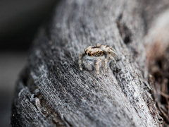 Pseudomogrus dalaensis