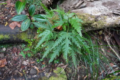 Ruizia cordata