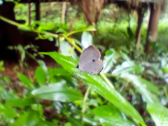 Neopithecops zalmora zalmora