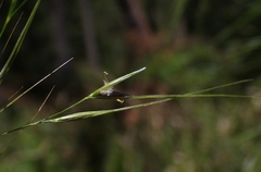 Austrostipa rudis