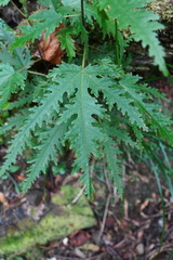 Ruizia cordata