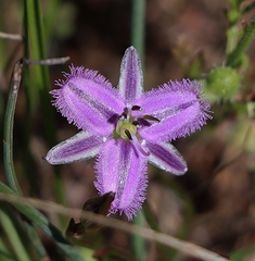 Thysanotus patersonii