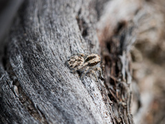 Pseudomogrus dalaensis