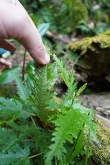 Ruizia cordata