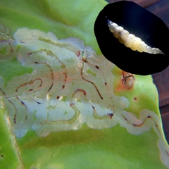 Phyllocnistis citrella