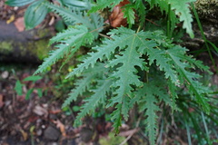 Ruizia cordata