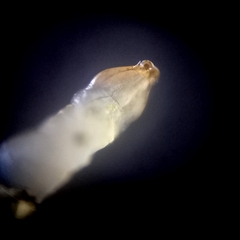 Phyllocnistis citrella