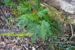 Ruizia cordata