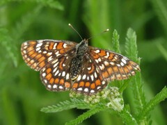 Euphydryas maturna