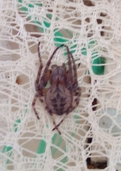 Larinioides patagiatus