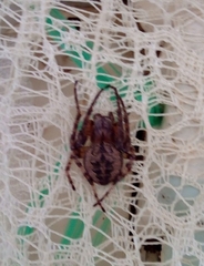 Larinioides patagiatus