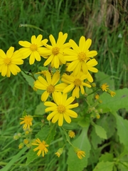 Senecio rufiglandulosus