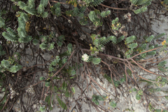 Pimelea villosa