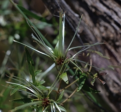 Clematis microphylla