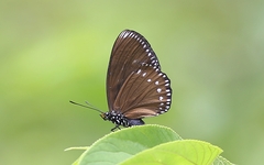 Euripus nyctelius