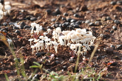 Termitomyces microcarpus