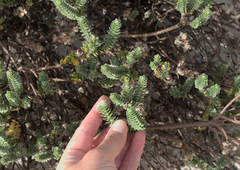 Pimelea villosa