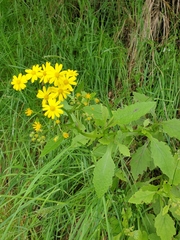 Senecio rufiglandulosus
